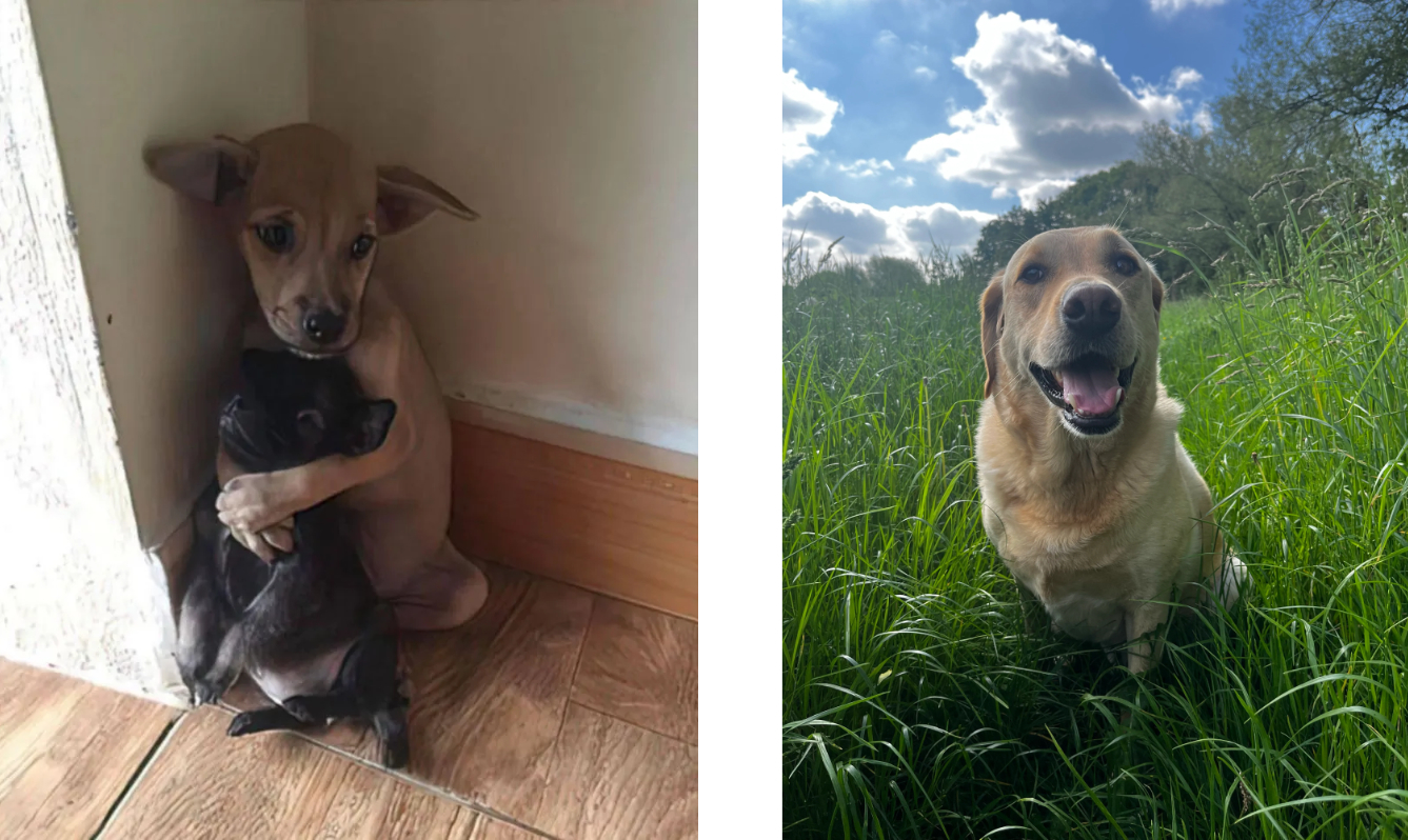 Dog-Cademy Examples #2